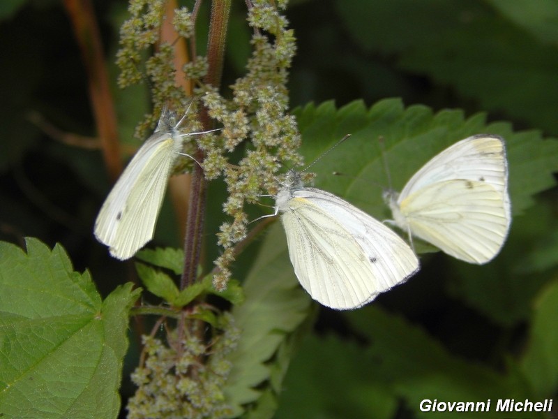 dove vanno a dormire le Pieris..?